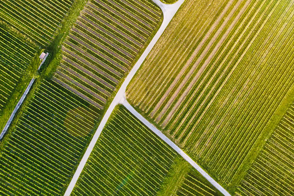 Crop Scouting und Pflanzenzählung