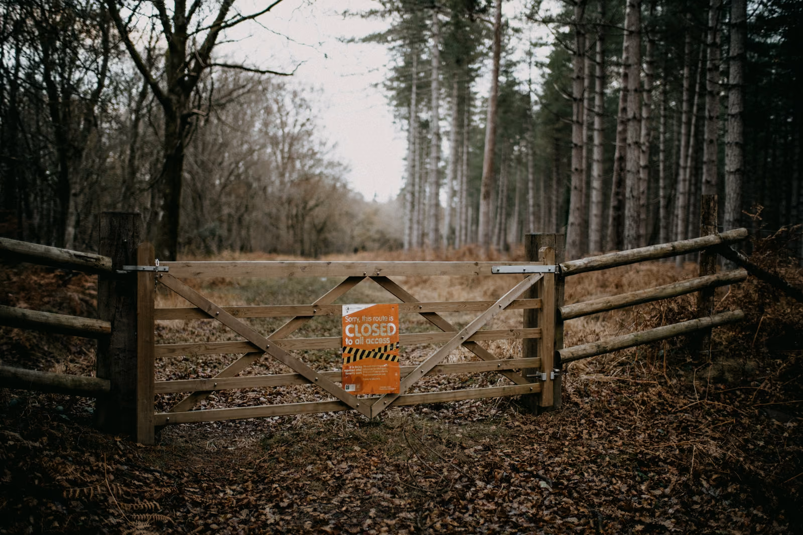 annie-spratt-BOz27id8X2c-unsplash (1)