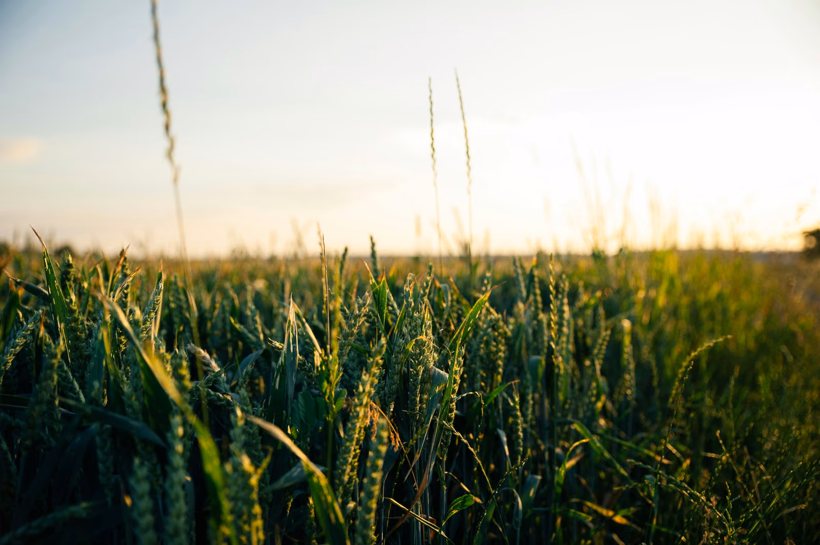 glenn-carstens-peters-piNf3C4TViA-unsplash