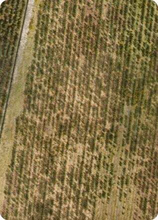 कृषि: aerial imagery analysed with AI