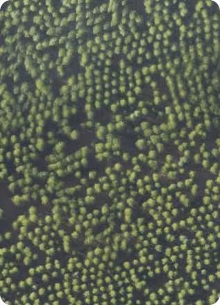 वानिकी: aerial imagery analysed with AI