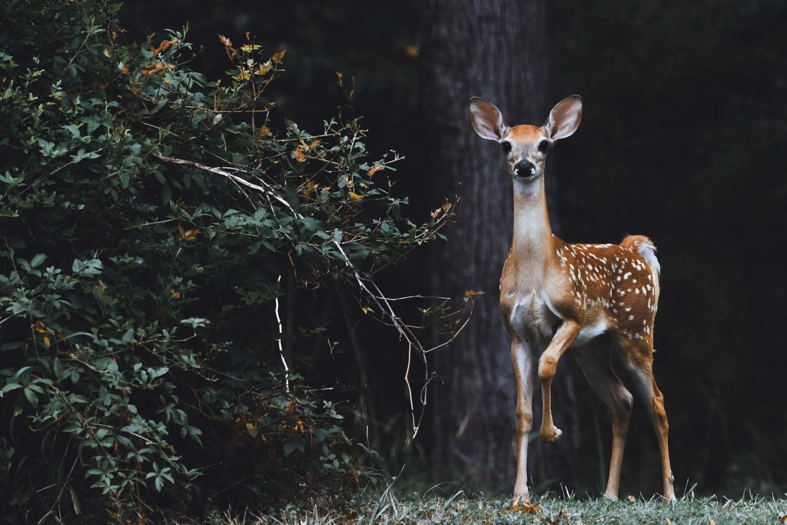 scott-carroll-favQn8WgRyk-unsplash