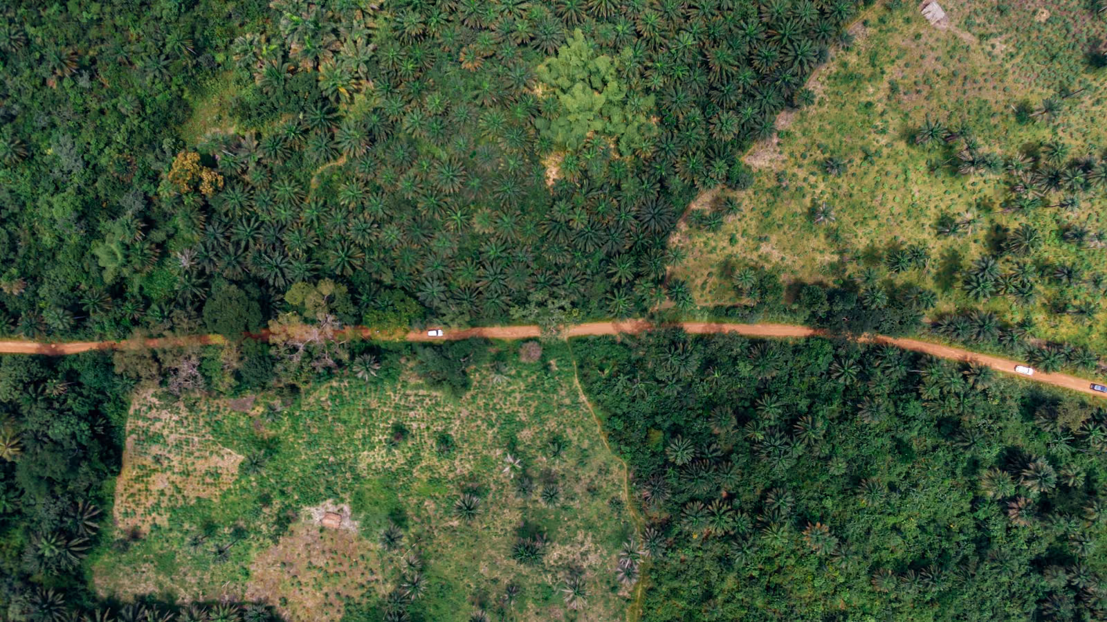 Top Forest Management Companies