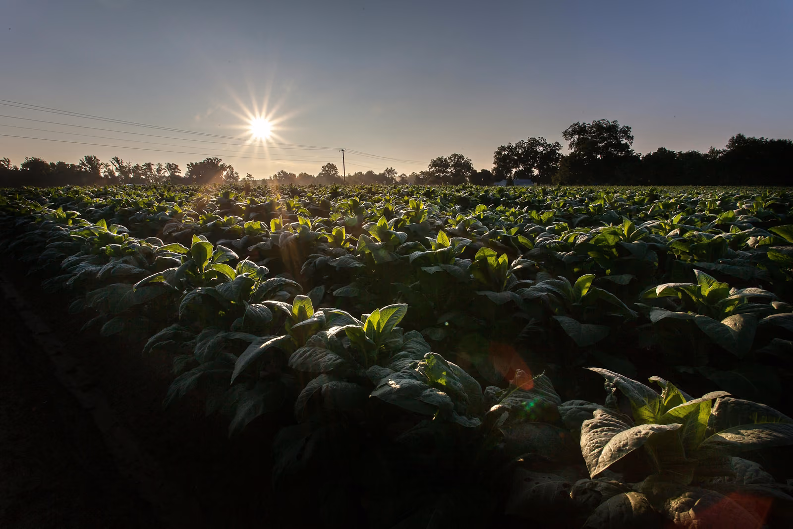 pexels-nc-farm-bureau-mark-2257524