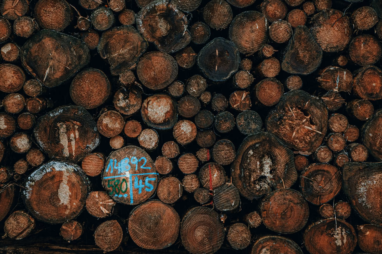 michael-oeser-8eRyIvozRg4-unsplash