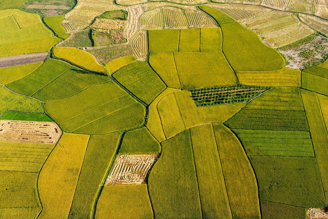 rice-fields-7247360_1280