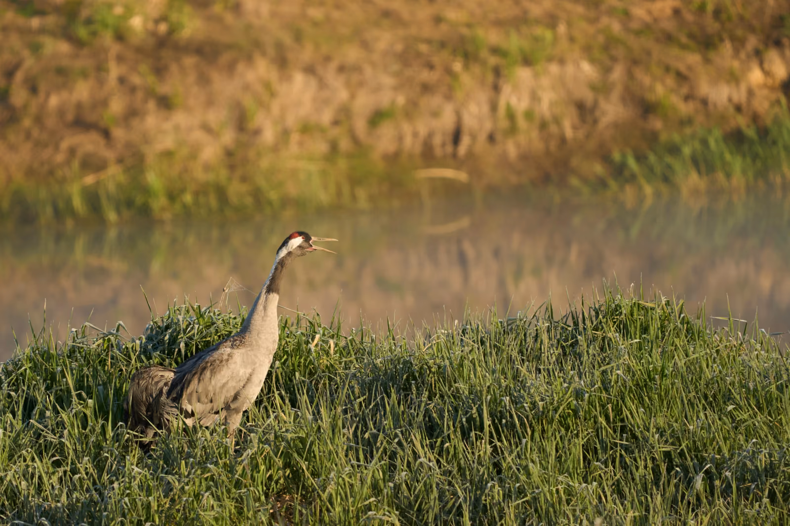 wolfgang-hasselmann-Fpis2sKIDAQ-unsplash