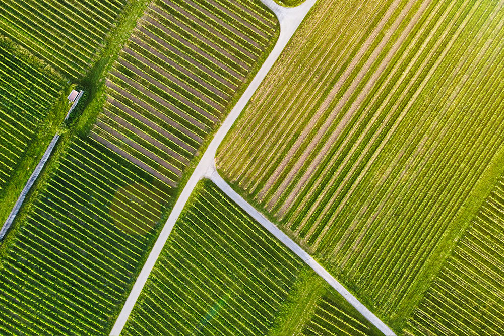 aerial shot of crops