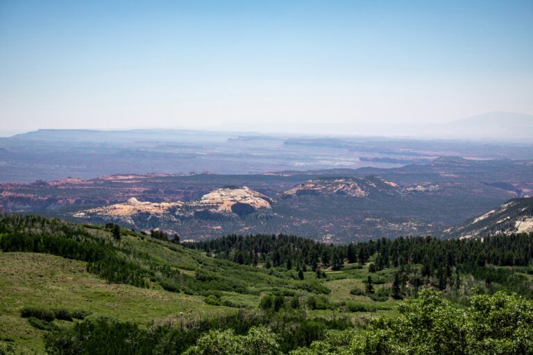 Practical Approaches to Tree Counting for Forest Management