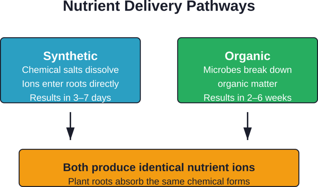 Synthetic and organic fertilizers deliver nutrients through different pathways, but plants absorb identical ions regardless of source.