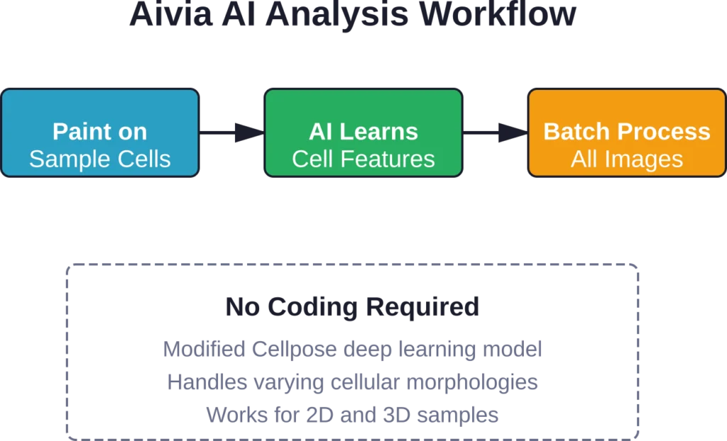 Aivia 的“按示例分割”工作流程通过直观的绘制和处理方法简化了 AI 驱动的分割。.