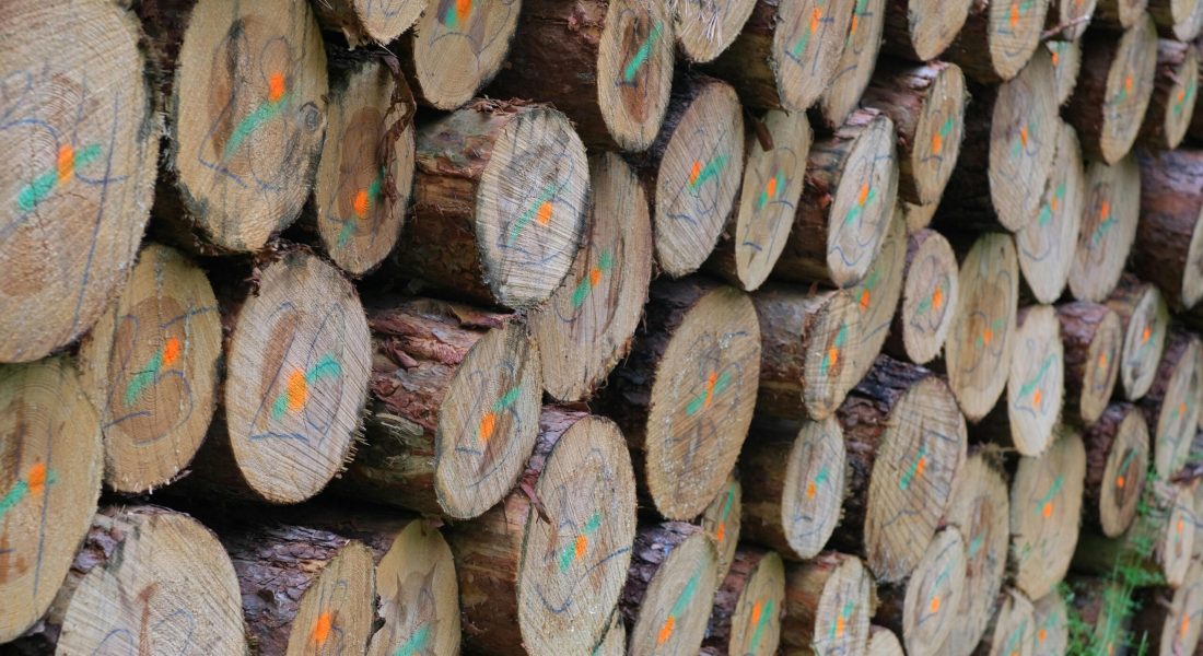 pexels-szafran-32581664 pexels-szafran-32581664