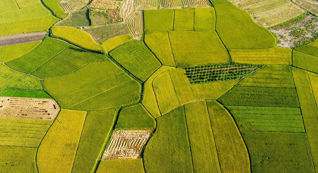 稻田-7247360_1280 稻田-7247360_1280